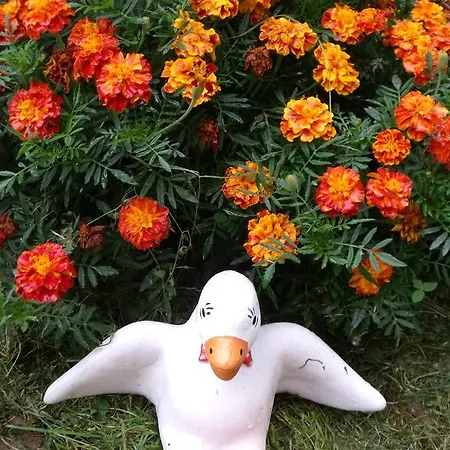 Viola Apartman Kehidakustány